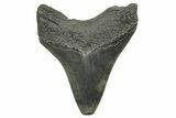 Fossil Megalodon Tooth - South Carolina #368368-1